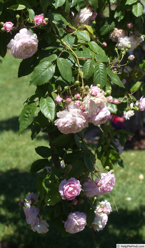 'Spectabilis (sempervirens)' rose photo