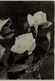 'The Queen (Tea, Dingee & Conard, 1889)' rose photo