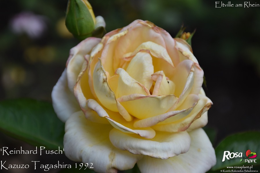 'Reinhard Pusch' rose photo