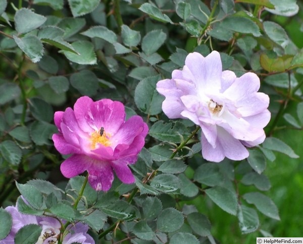 'Kitain' rose photo