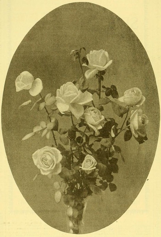 'Admiral Dewey (hybrid tea, Taylor, 1894)' rose photo