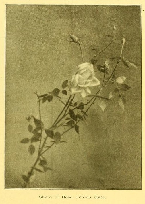 'Golden Gate (tea, Dingee & Conard, 1891)' rose photo
