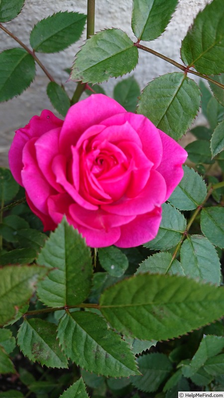 'KORkihot' rose photo