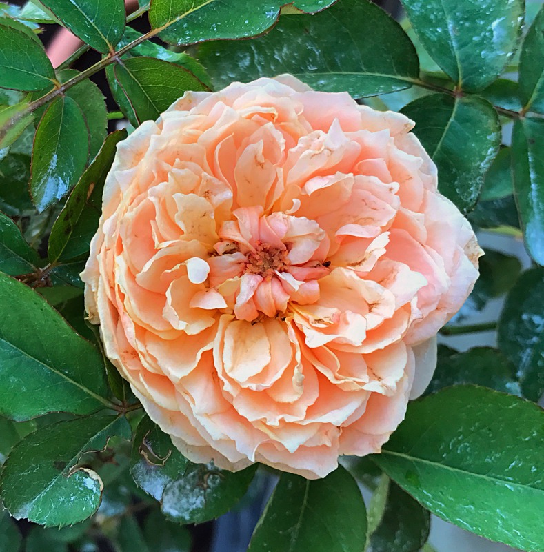 'Masora' rose photo