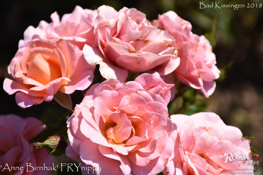 'Anne Birnhak' rose photo
