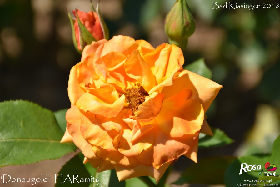 'Donaugold' rose photo