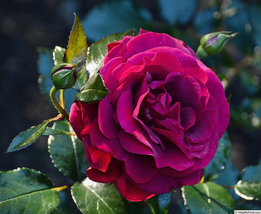 'Our Anniversary (floribunda, Jalbert 2014)' rose photo