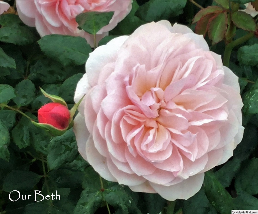 'Our Beth' rose photo
