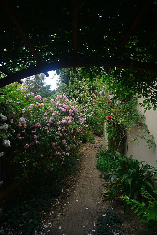 'Catspa's Livermore Garden'  photo