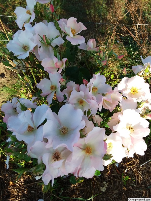 'Calineczka' rose, click to enlarge 'Calineczka' rose photo