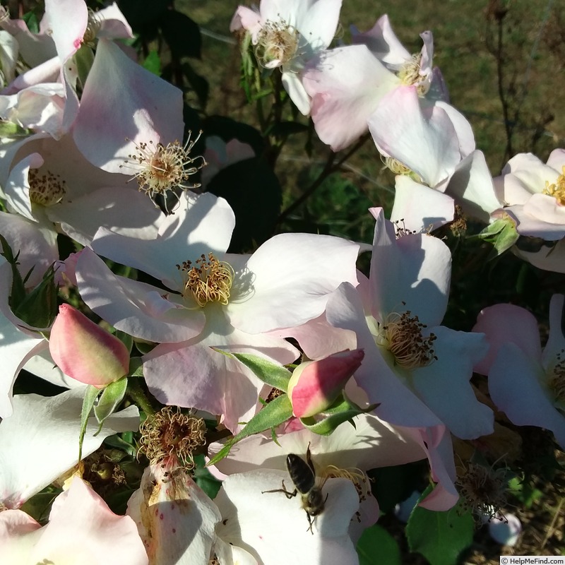 'Calineczka' rose photo