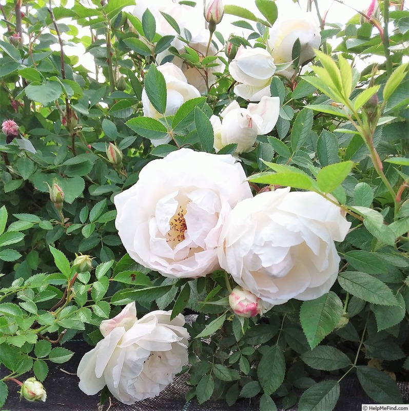 'ΣL2a' rose, click to enlarge 'ΣL2a' rose photo