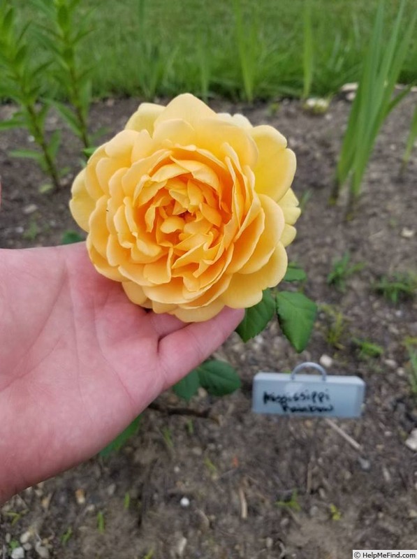 'Mississippi Rainbow' rose photo