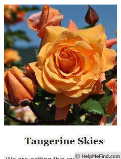 'Tangerine Skies ™' rose photo