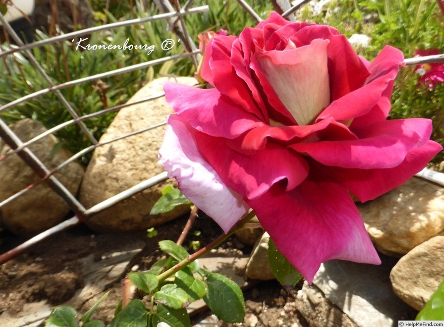 'Kronenbourg ®' rose photo