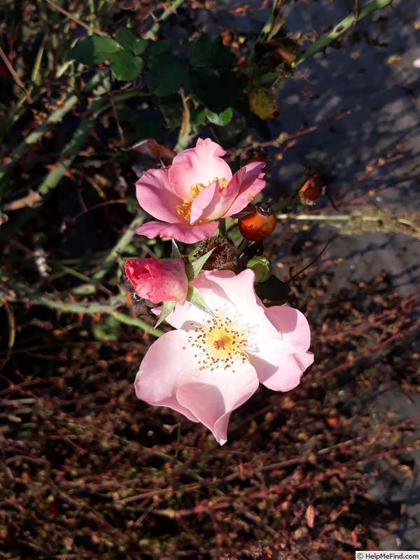 'ALB21213P' rose, click to enlarge 'ALB21213P' rose photo