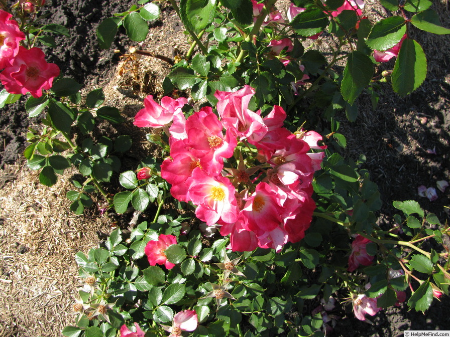 '21SMFR01' rose photo