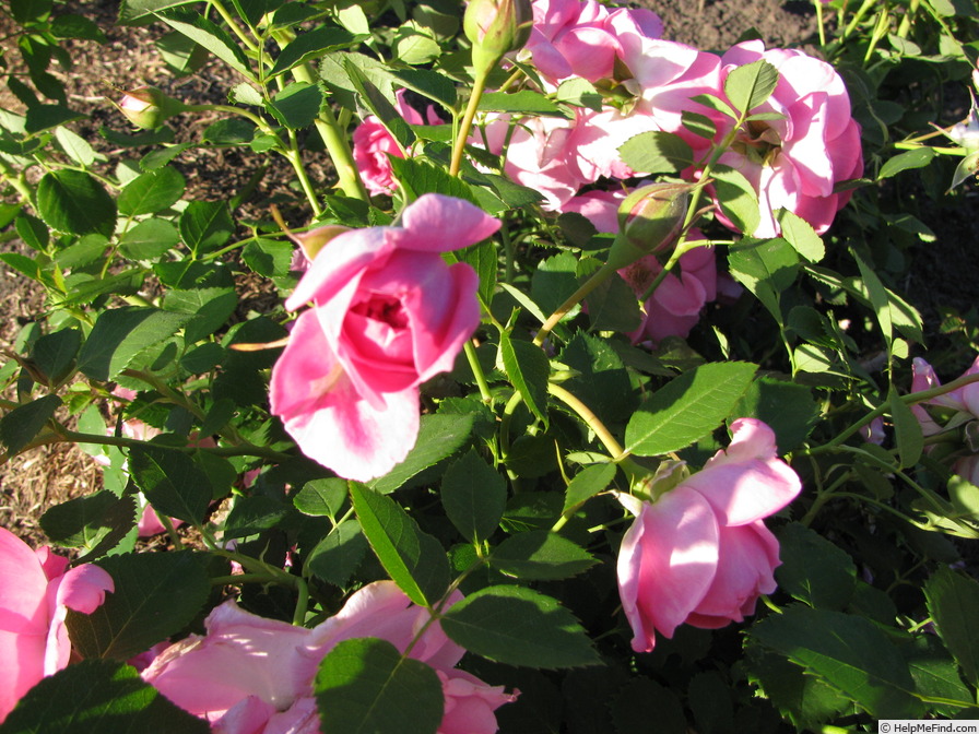 '20ALFRO5' rose photo