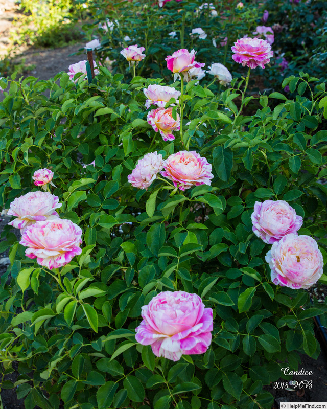 'Candice (Delbard Shrub)' rose photo
