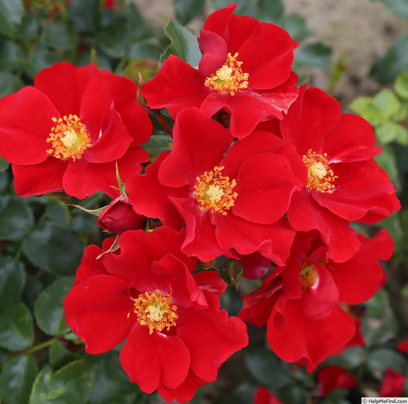 'Alexander von Humboldt ® (shrub, Kordes, 2009/18)' rose photo