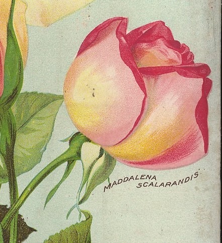 'Maddalena Scalarandis' rose photo