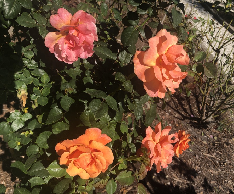 'Mable Ringling Rose Garden'  photo