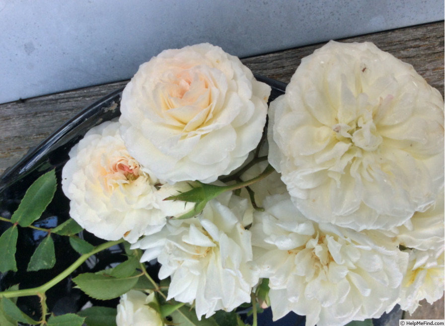 'Pearl Dior' rose photo