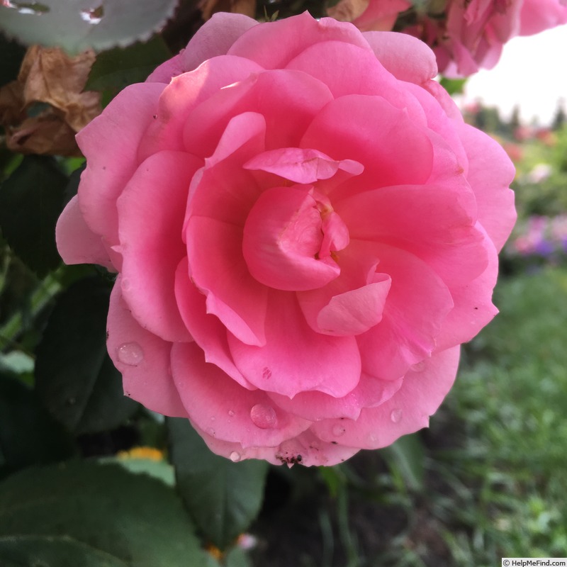 'Prairie Joy' rose photo