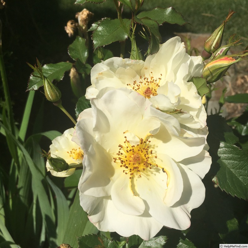 'Oscar Peterson' rose photo