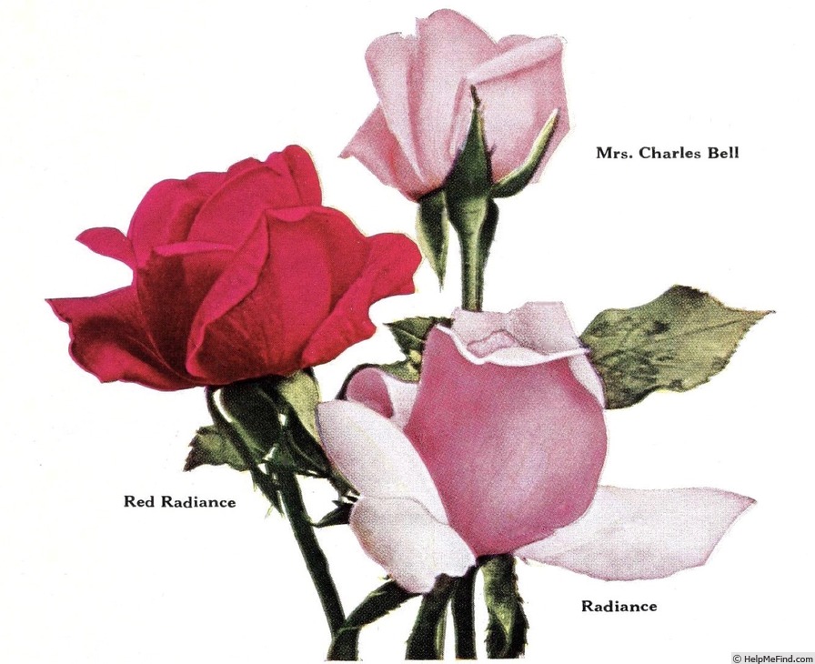 'Mrs. Charles Bell' rose photo
