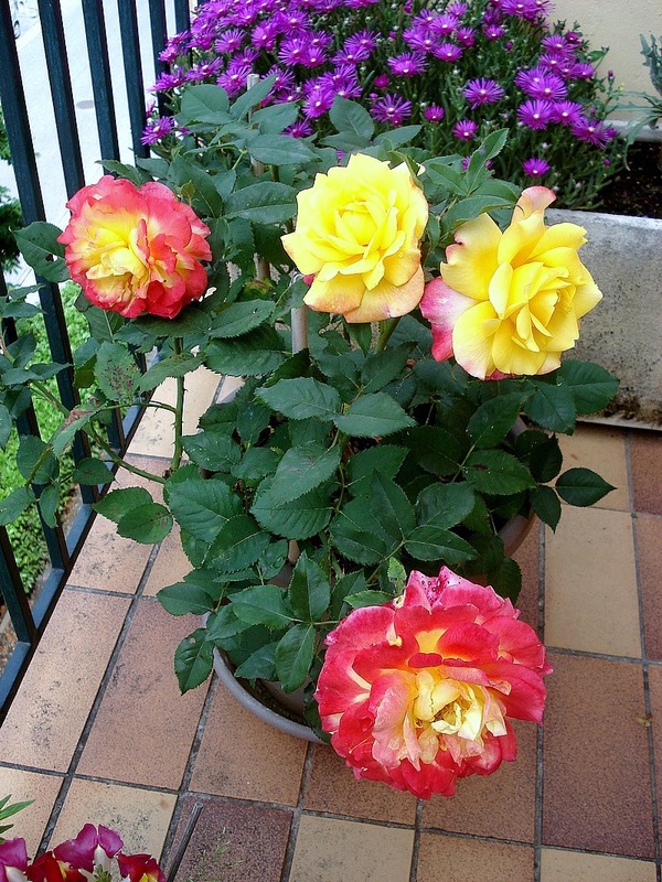 'Concours Lepine ®' rose, click to enlarge 'Concours Lepine ®' rose photo