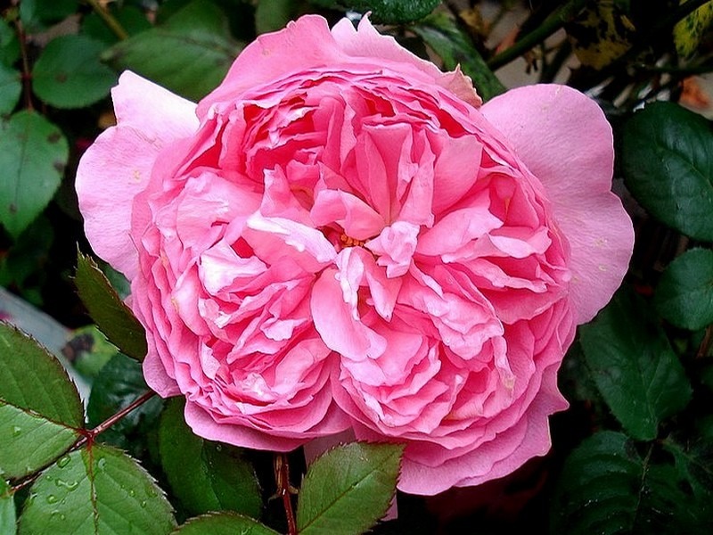 'Elodie Gossuin ®' rose photo