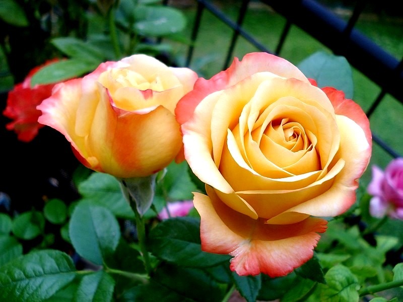 'Vendée Impériale ®' rose photo