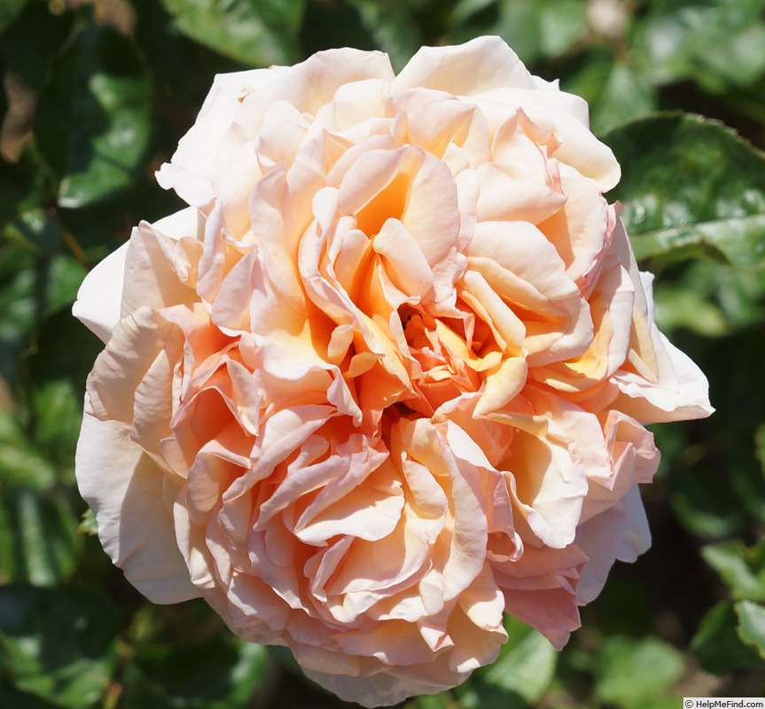 'Christine Egerszegi ®' rose photo