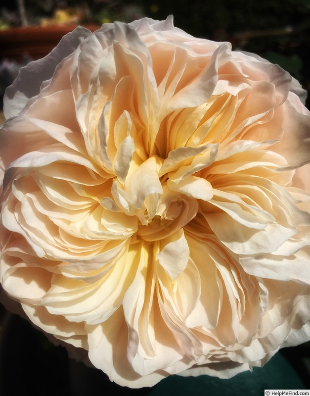 'Moonlight in Paris ™' rose photo