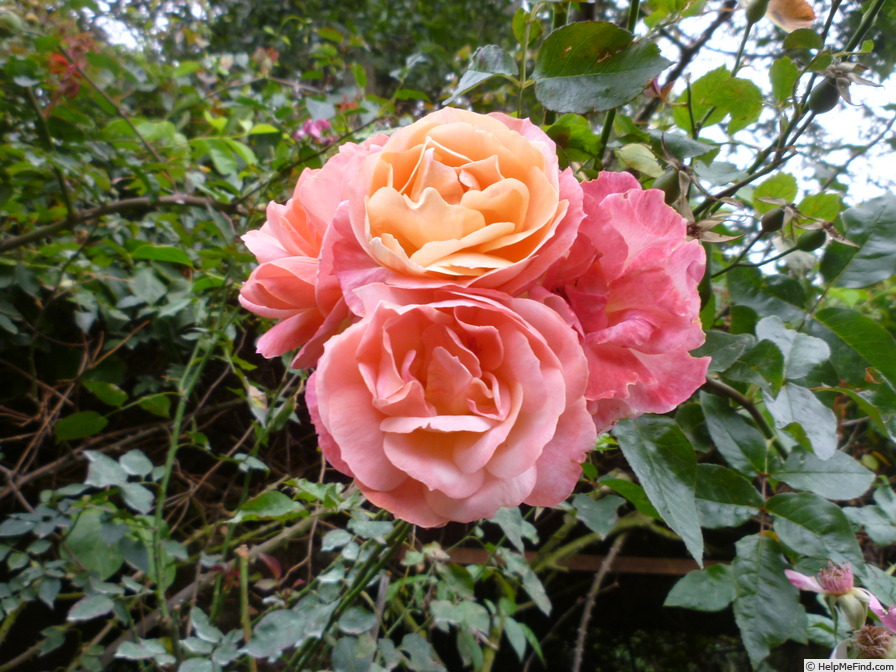 'E. K. Janaki Ammal ™' rose photo