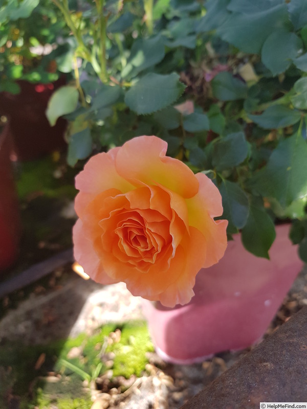 'MEIshamalo' rose photo