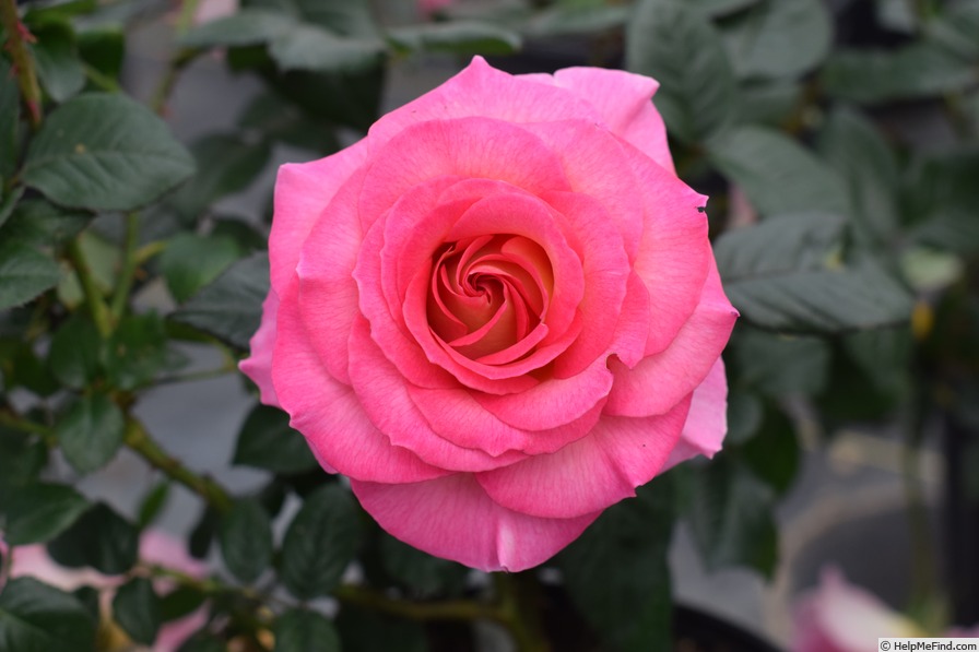 'Pink Paradise (hybrid tea, Delbard, 2004/11)' rose photo