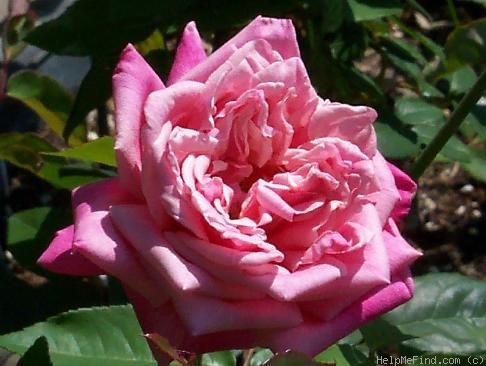 'Madame Lombard' rose photo