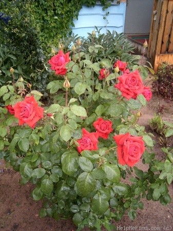 'Burgund' rose photo