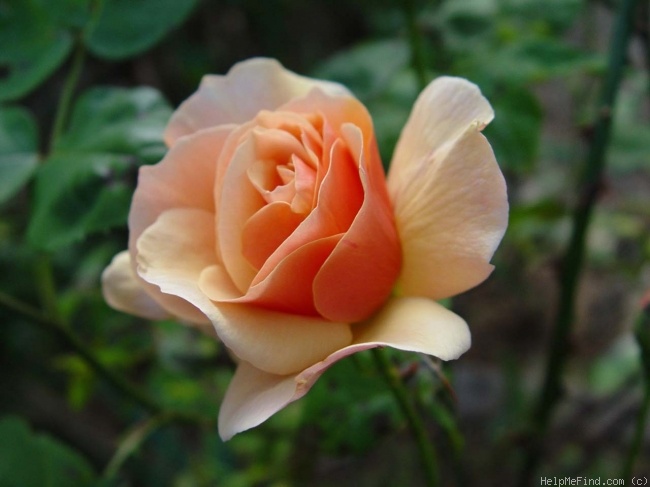 'Norwich Castle' rose photo
