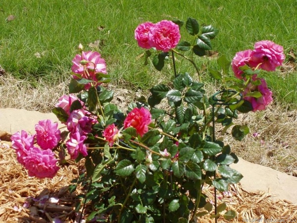 'Christopher Marlowe' rose photo