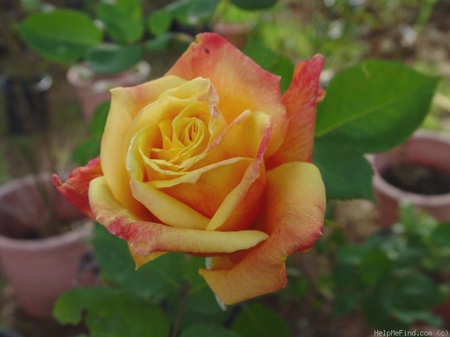 'El Dorado' rose photo