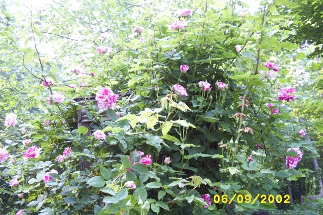 'Peppermint Delight' rose photo