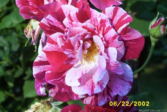 'Peppermint Delight' rose photo