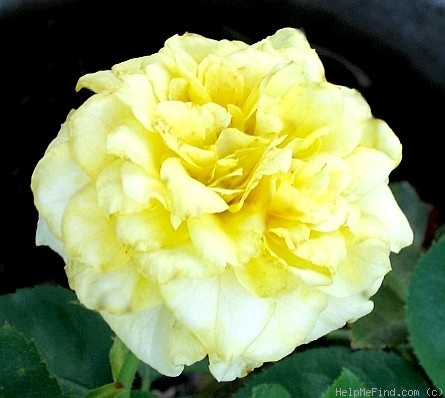 'Limelight (hybrid tea, Kordes, 1984)' rose photo