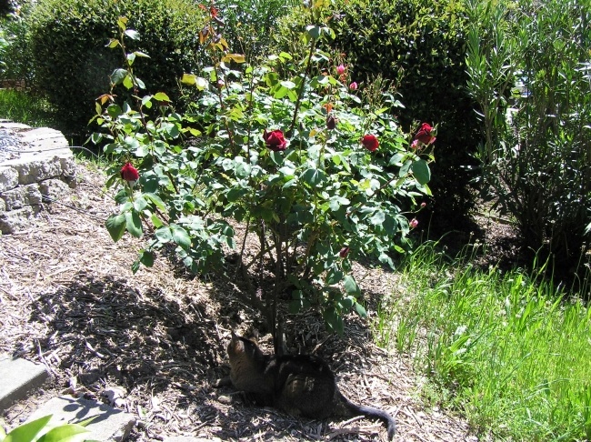 'Donna's Rose Garden - Northern CA'  photo