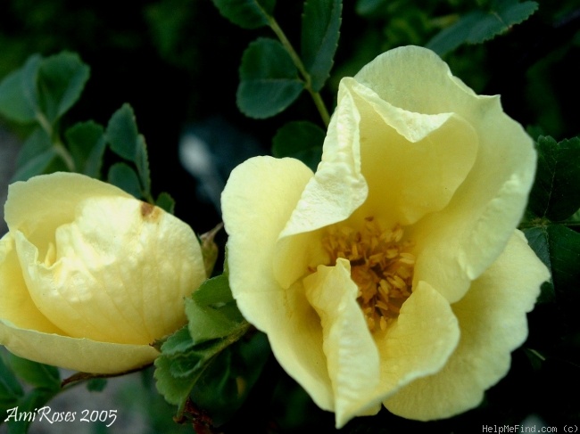 '<i>Rosa pimpinellifolia</i> 'lutea'' rose photo