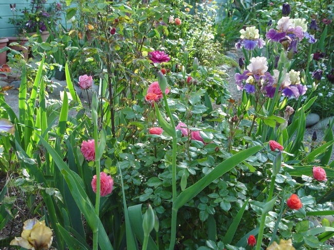 'Beth's Northern CA Rose Garden'  photo