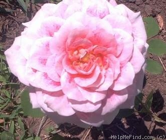'Dahlia Rose (floribunda, Moore 2003)' rose photo